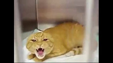 Много зла котка 