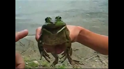 Crazy Frog на живо - супер смях