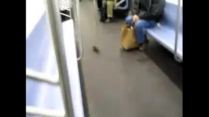 Плъх скача на човек в метро
