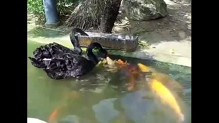 Лебеди дават храна на риби