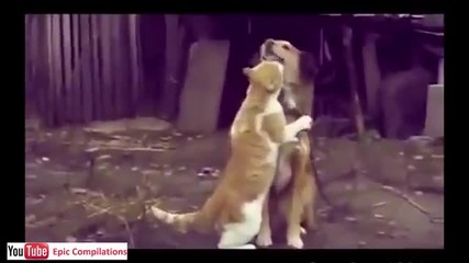 Забавни моменти с котки
