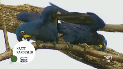 Kratt Kardesler Maceraci Kardesler Belgesel Turkce Dublaj Film Yonetmen 2017 Hd
