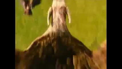 Dursun Ali Erzincanli Ebabil kuslari