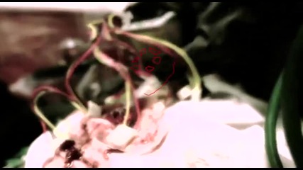 Rev Theory - Alpha King (new Lyric Video 2013)