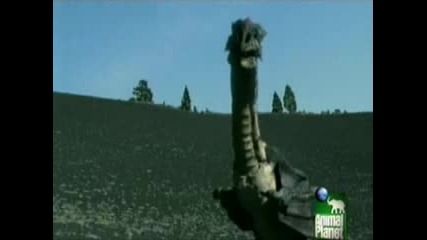 Dragons, A Fantasy Made Real - Part 2