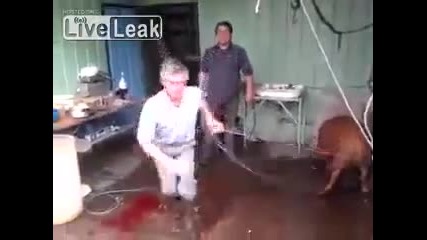 Pig slaughter axe fail