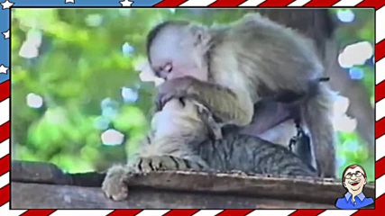 Смешна маймунка целува котка