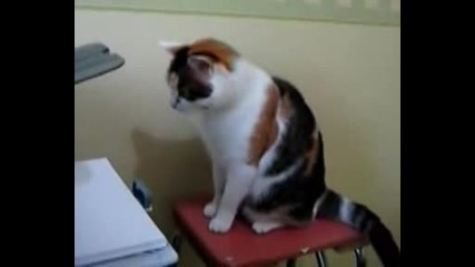 Koтка удря принтер!смях 