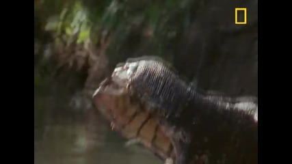 Water Monitor Lizard Wrestling