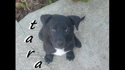 Djamaikata - me pralese