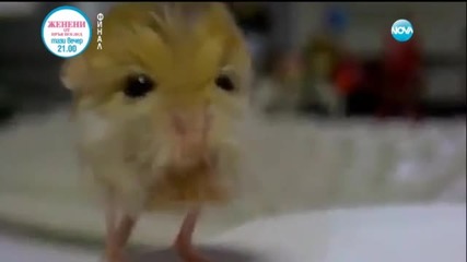 Пакистанската мишка – най-малкият гризач в света