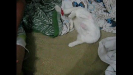 Ядосано коте :d