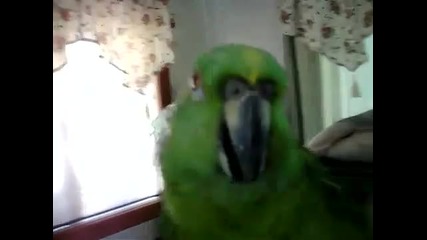 Пеещ папагал 