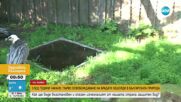 След години чакане: Първо освобождаване на брадати лешояди в българската природа