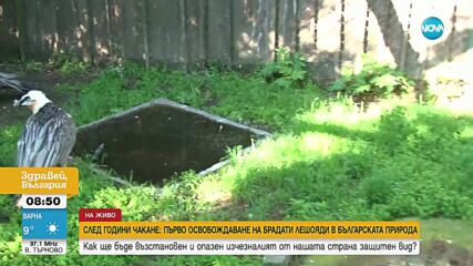 След години чакане: Първо освобождаване на брадати лешояди в българската природа