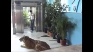 Изненада с тигър ( Скрита камера )