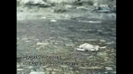 Вълк Vs. Пума - Discovery Channel + Bg Sub Част4/4