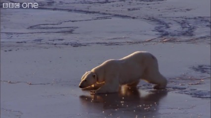 Bbc One - Ice Skating полярни мечки 