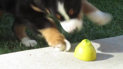 Малко кученце срещу лимон