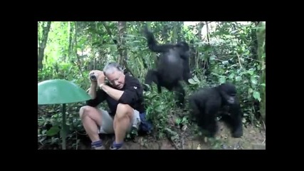 Първо запознанство на горили с човек