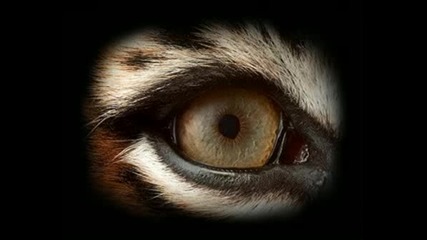 Survivor - Eye Of Tiger