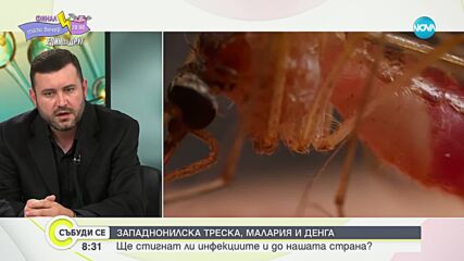 Д-р Трифон Вълков: Комарите могат да бъдат по-опасни от кърлежите