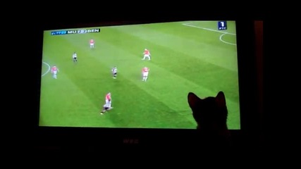 Котка гледа мач по телевизията