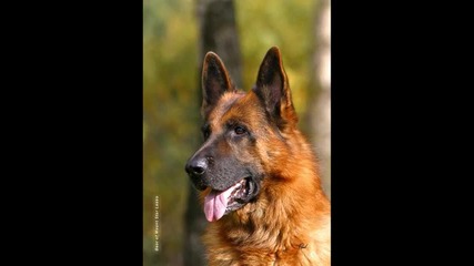German Shepherd Dog 