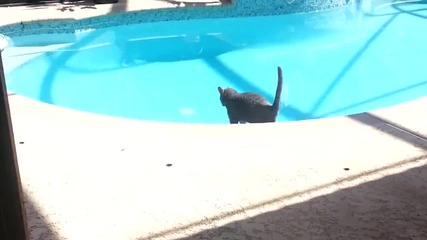 Котки срещу вода