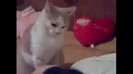 Котка Рапър Нанася Побой Над Чалгарин
