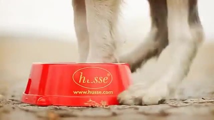 Amazing Dog Tricks - Video