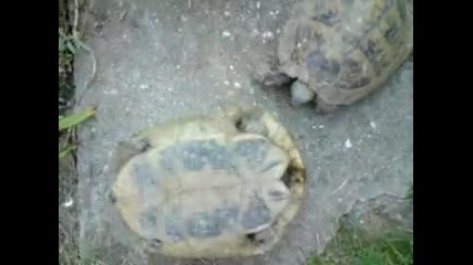 Ето как се оправят костенурките...