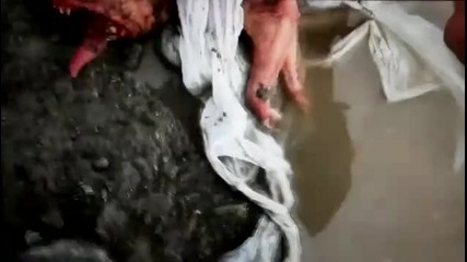 Какво е това създание?