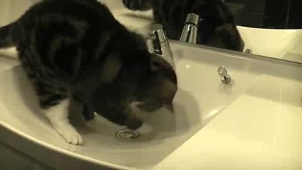 Тази котка ще ме побърка от смях 