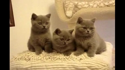 koty brytyjskie-holiday Hollywood i Havanna Blue. - British Shorthair kittens Cattery