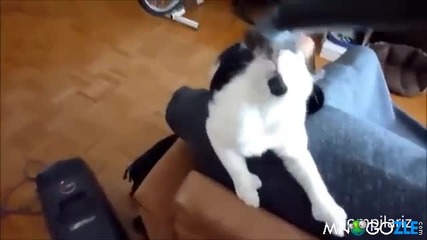 Котки срещу прахосмукачки