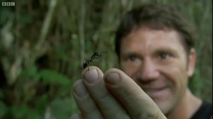 Най - голямата мравка в света
