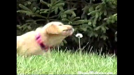 смях куче срещу цвете 
