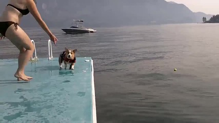 Куче се цопва във водата (смях) 