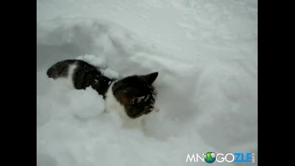 Котета си играят в снега 