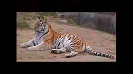 Wild Cats
