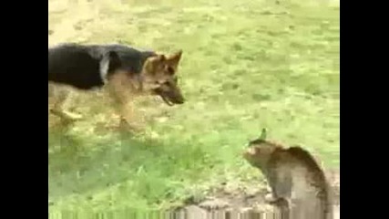 Свирепа котка срещу немска овчарка Смях