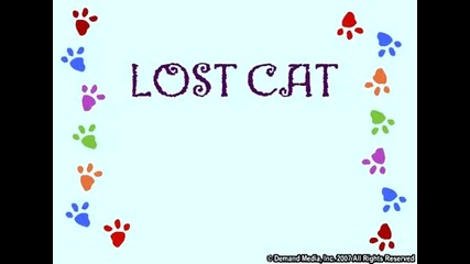 The Lost Cat