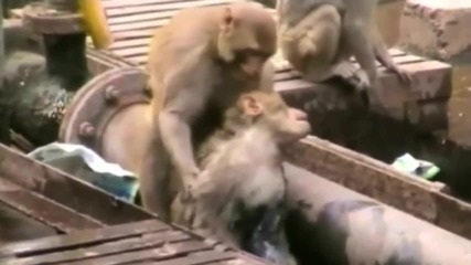 Вижте как маймуна спасява другарчето си..