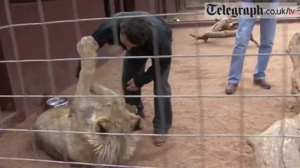 Не си играй с лъва много лудо и откачено