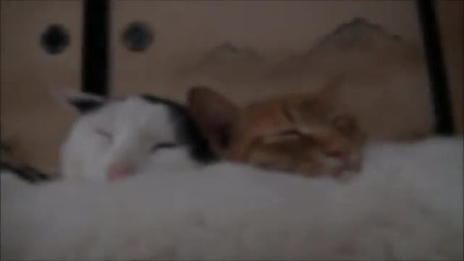 Това куче е много сладичко