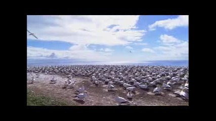 Wildlife in Hd 