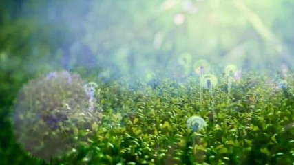 Beautiful Nature Spring 1080p Hd
