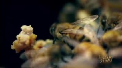 Изчезването на Пчелите и Какво е Бъдещето на Планетата - Големите Загадки