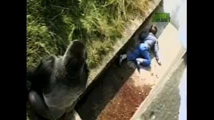 Wtf - Toddler Falls in Gorilla Cage 